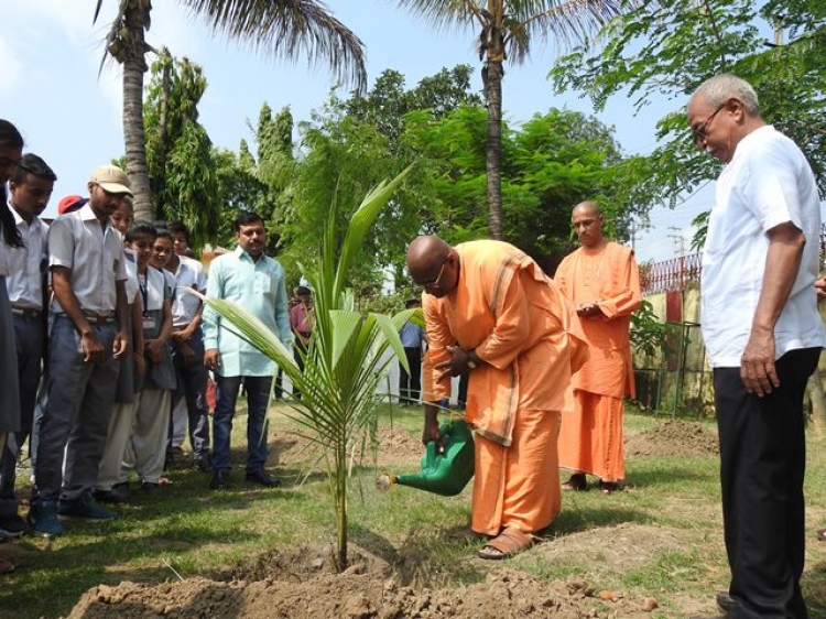 Tee plantation in RKVV